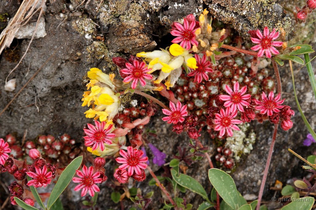 20090802_271_raw